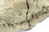 Unprepared, Fossil Oreodont (Merycoidodon) Partial Skull #249290-2